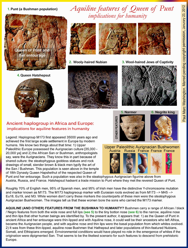 Ancient haplogroup found in Africa and Europe: 
                                               implications for aquiline features in humanity

Legend: Haplogroup M173 first appeared 35000 years ago and 
achieved the first large scale settlement in Europe by modern 
humans. We know two things about that time: 1) Upper 
Paleolithic Europe possessed the Aurignacian culture [35,000 - 
20,000 ya] and 2) the African San or Bushman, anthropologists 
say, were the Aurignacians. They know this in part because of 
shared culture: the steatophygous goddess statues and rock 
drawings of small, slender brown & black men typify the art of 
the San / Bushman. This population is seen above in the temple of 18th Dynasty Queen Hapshethut of the respected
Queen of Punt and her entourage. Such a population was also in the steatophygous Aurignacian figurine above from 
Austria, Russia, and France. Hatshepsut hadsent a trade mission to Punt where they met the revered Queen of Punt.
                            
Roughly 70% of English men, 95% of Spanish men, and 95% of Irish men have the distinctive Y-chromosome mutation 
and marker known as M173. The M173 haplogreoup marker with Eurasian roots evolved as from M173 --> M45 --> 
Eu18, Eu19, and M3. While women don�t carry these markers the counterparts of these men were the steatophygous 
Aurignacian Bushwomen. The images tell us that these women bore the sons who carried the M173 marker.

AQUILINE FEATURES FROM THE BUSHMAN TO HUMANITY? Bushmen carry a range of African / black / Negro 
features from both the wide nose and full lips to the narrow, aquiline nose and thin lips that other human beings are 
identified by. To the present author, it appears that: 1) as the Queen of Punt in ancient Africa and her entourage were 
thin-lipped and with Aquiline nose, it could well be their ancestors who left Africa, became the Aurignacian people, and 
with aquiline nose and thin lips were the basal population from which whites evolved. 2) It was from these thin-lipped,
aquiline nose Bushmen that Hathepsut and later populations of thin-featured Nubians, Somali, and Ethiopians 
emerged. Ernvironmental conditions would have played no role in the emergence of whites if the origination were 
dipigmented San. That seems to be the likeliest scenario for such features to descend from prehistoric Europe...art, art history, Paul Marc Washington, paleoneolithic@yahoo.com 